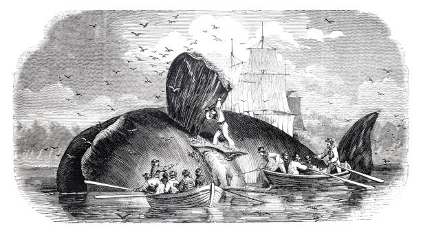 fischer schneidet buckelwal 1854 - walfang stock-grafiken, -clipart, -cartoons und -symbole