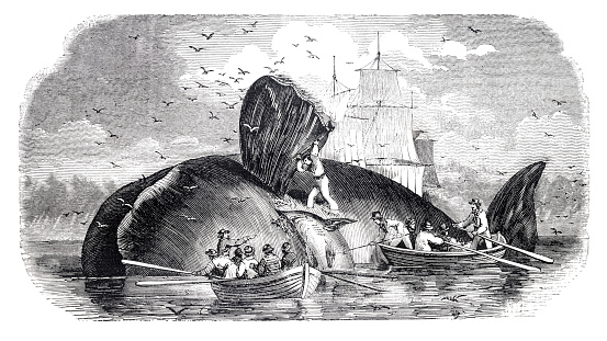 Fisherman cutting Humpback whale 1854
Original edition from my own archives
Source : Correo de Ultramar 1854