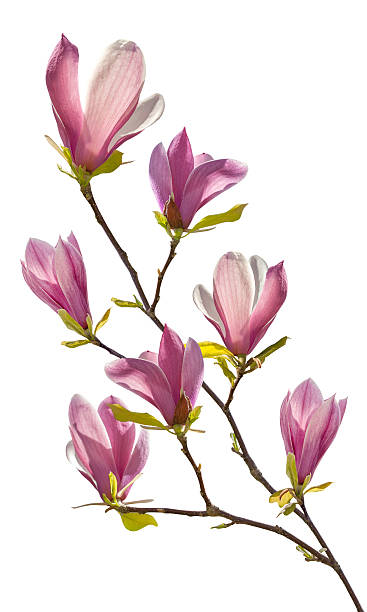 istock Flowering branch of magnolia 160322977