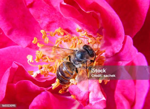 Biene Auf Den Hundrose Blume Stockfoto und mehr Bilder von Apis - Apis, Bestäuber, Bestäubung