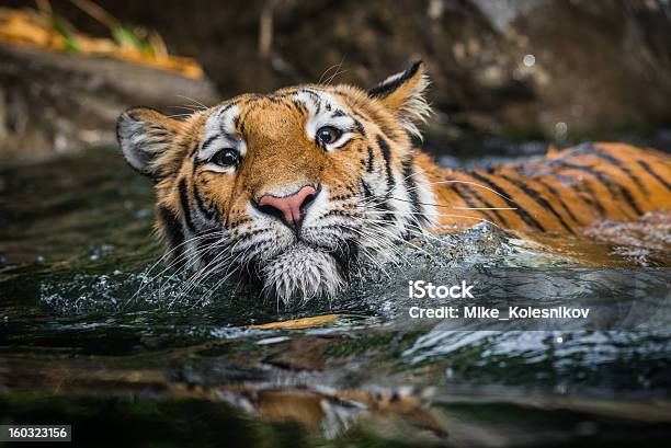 Tigre Di Nuoto - Fotografie stock e altre immagini di Acqua - Acqua, Animale, Animale selvatico