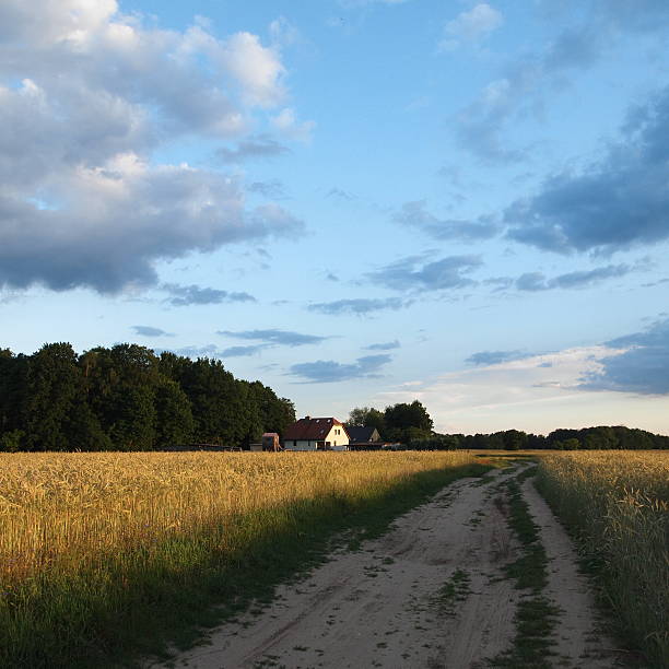 feldweg - sandweg fotografías e imágenes de stock