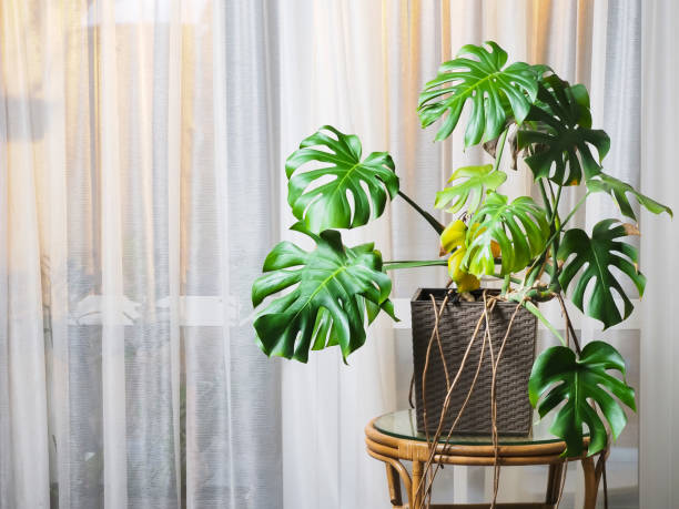 istock Monstera plant in a pot in the interior 1603233990