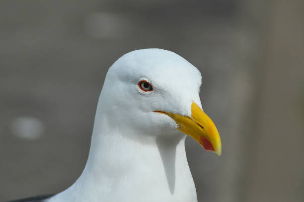 istock a beautiful albatross sea bird 1603233998