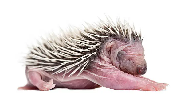 Baby Hedgehog, 4 days old, against white background