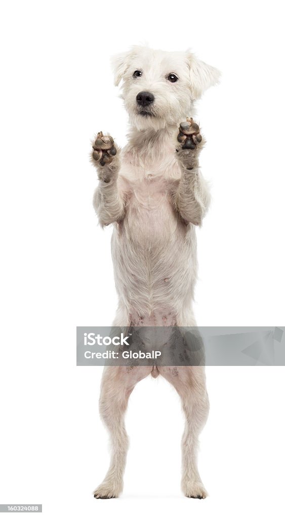 View through glass of a Parson Russell Terrier View through a glass of a Parson Russell Terrier on hind legs, leaning against the glass against white background Dog Stock Photo
