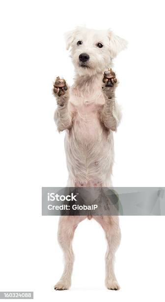 View Through Glass Of A Parson Russell Terrier Stock Photo - Download Image Now - Dog, White Background, Alertness