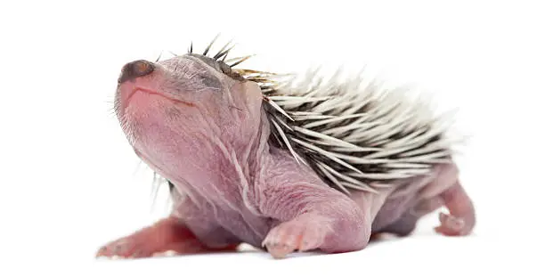 Baby Hedgehog, 4 days old, against white background