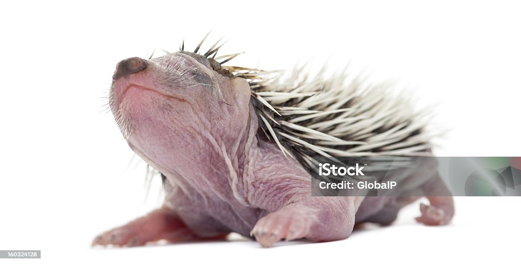 Baby Hedgehog, 4 lat, przed białym tle - Zbiór zdjęć royalty-free (Bez ludzi)