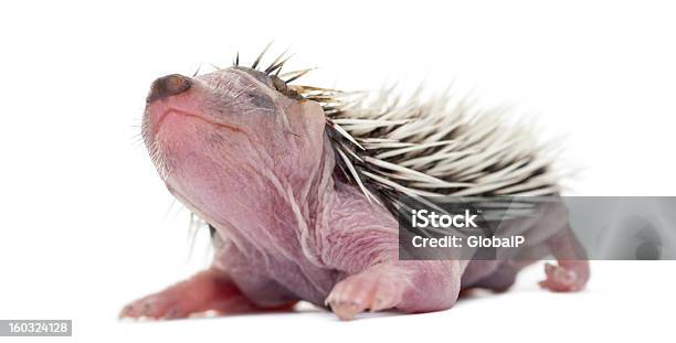 Ouriço De Bebé 4 Dias De Idade Contra O Fundo Branco - Fotografias de stock e mais imagens de Animal
