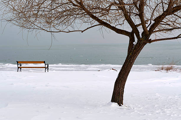 A beautiful sho of a snowy tree with a lake in the background
