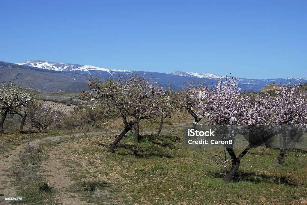 Almond drzewa w gór Sierra Nevada, Andaluzja, Hiszpania. - Zbiór zdjęć royalty-free (Alpuhara)