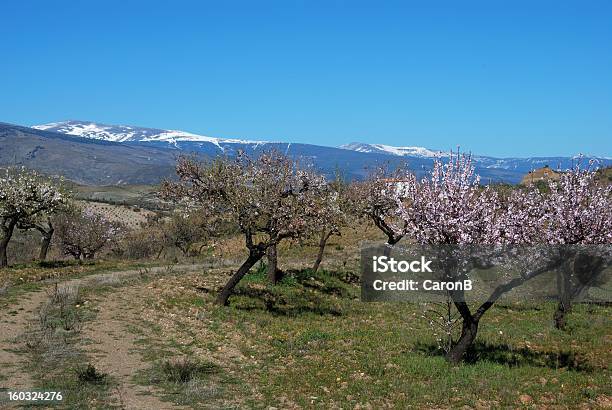 Almond Drzewa W Gór Sierra Nevada Andaluzja Hiszpania - zdjęcia stockowe i więcej obrazów Alpuhara