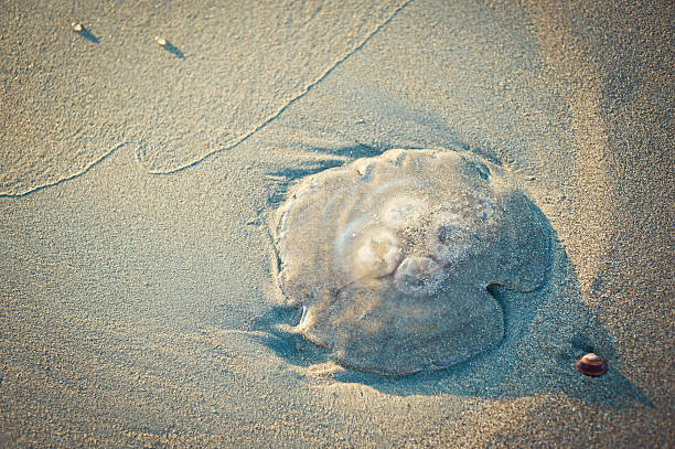 istock Dead Jellyfish On The Beach, Netherlands 160324440
