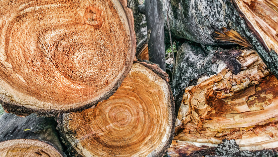 High resolution image of White Poplar tree trunk, cut in large pieces, protruding rough rustic cross section sawed surfaces, with visible wood cutter saw machine surface blade marks details - side view.