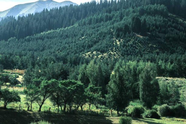 istock Mountain forest in summer morning 1603245546