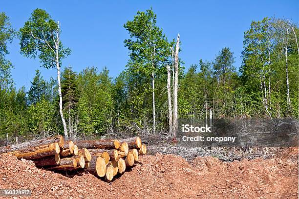 Cancella Di Taglio - Fotografie stock e altre immagini di Albero - Albero, Ambientazione esterna, Betulla