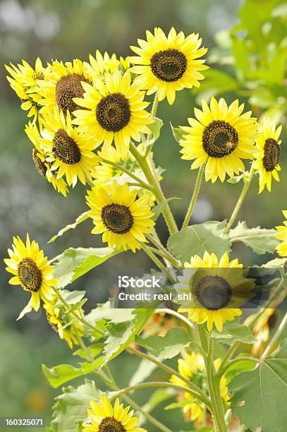 Girassol Isolado - Fotografias de stock e mais imagens de Amarelo - Amarelo, Beleza, Beleza natural