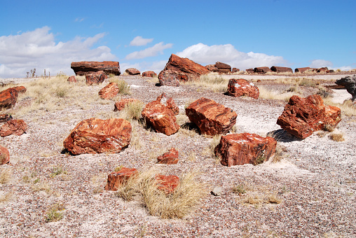 petrified trunks in the desert of Petrified Forest National Park in Arizona