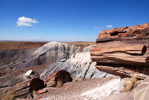 petrified trunks in the desert of Petrified Forest National Park in Arizona