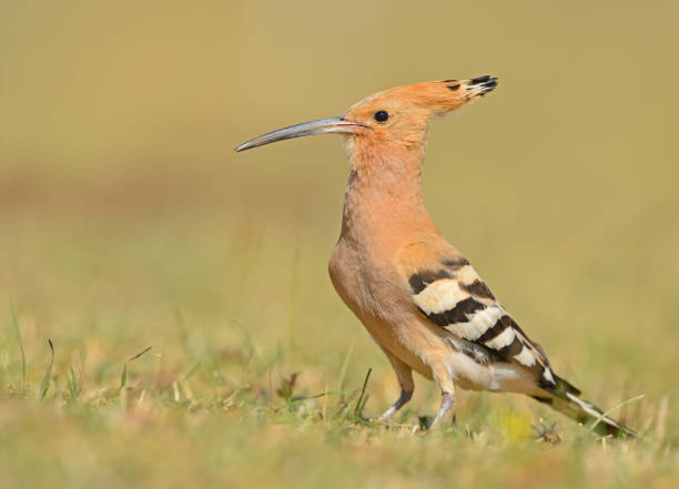 istock Eurasian Hoopoe watching its surroundings 1603257824