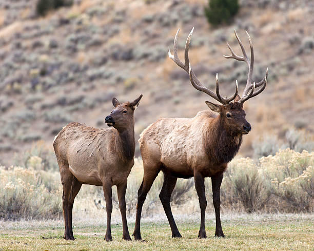 elk en parque nacional de yellowstone - ciervo de américa del norte fotografías e imágenes de stock