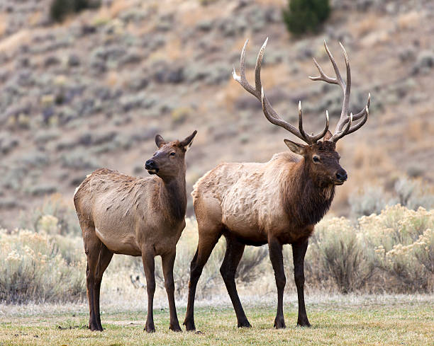 Elk In Yellowstone National Park Male And Female Elk In Yellowstone National Park, Wyoming wapiti stock pictures, royalty-free photos & images