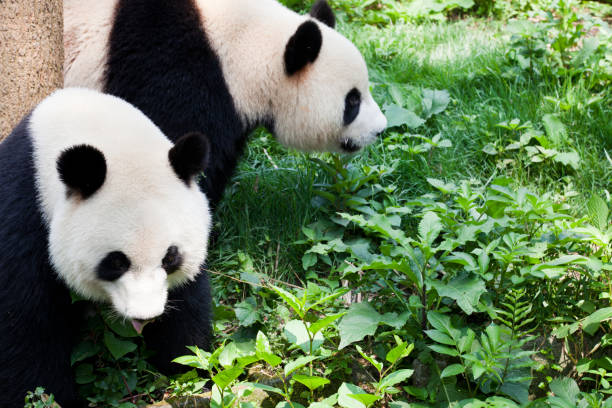 Giant Panda of Sichuan, China. Chinese National symbol