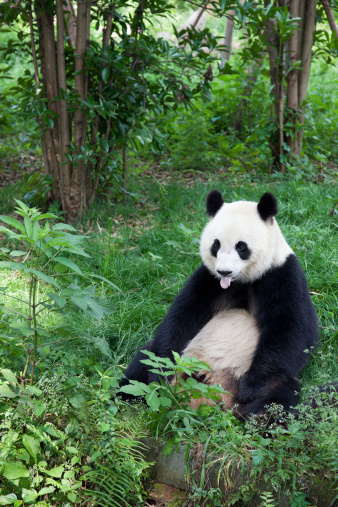 A sub adult panda is walking in his garden.