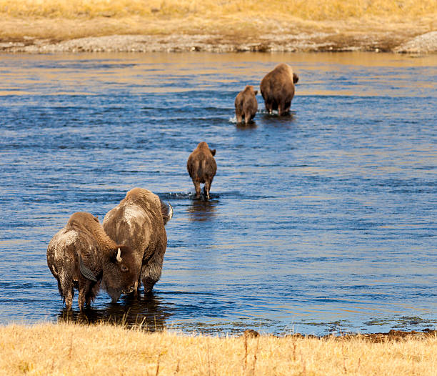 Bison Crossing A River In Yellowstone