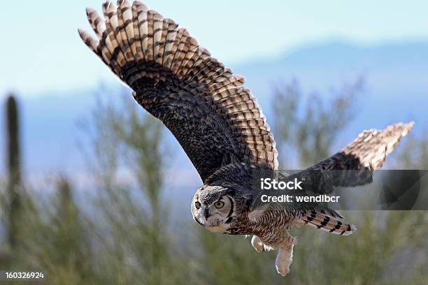 Flight Over The Desert Foto de stock y más banco de imágenes de Búho tecolote - Búho tecolote, Volar, Búho