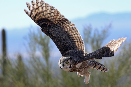 A Great Horned Owl flying over the Sonoran Desert in the daytime with its furry feet hanging down approaching a landing. There is a mountian, a Giant Saguaro and Palo Verde trees blurred in the background.
