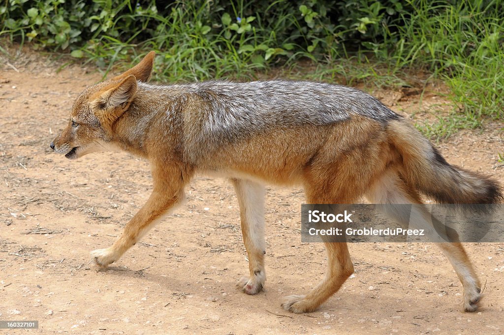 De-dorso-preto, prata-de-dorso-ou red jackal - Foto de stock de Addo royalty-free