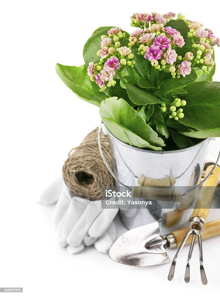 Fleurs de printemps dans le seau de jardin outils et gants - Photo de Arbre en fleurs libre de droits