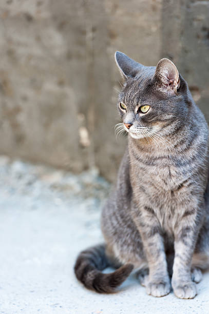 istock Gray cat at the street 160327292