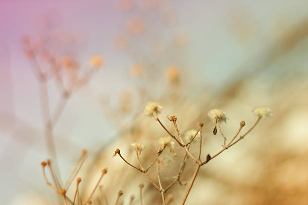 istock Macro of flowers with beautiful blurred pastel background 160327683