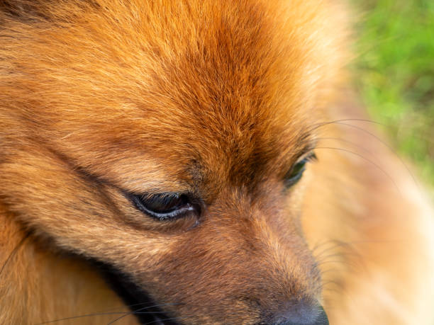 istock Spitz dog portrait on green grass background. 1603298742