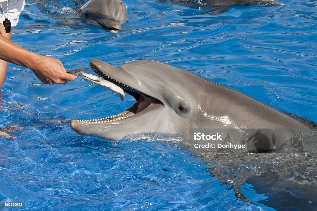 Dolphin s'um mimo - Foto de stock de Animal royalty-free