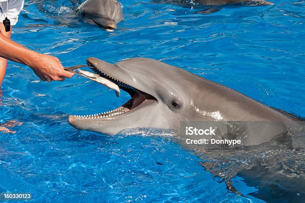 Foto de Dolphin Sum Mimo e mais fotos de stock de Animal - Animal, Arte, Cultura e Espetáculo, Azul