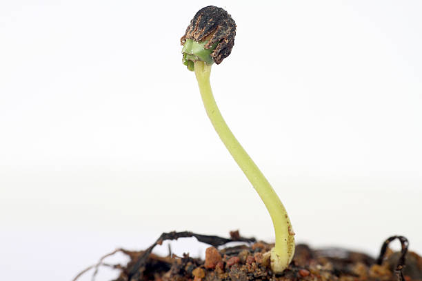 istock new life macro of a seed and plant 160330406