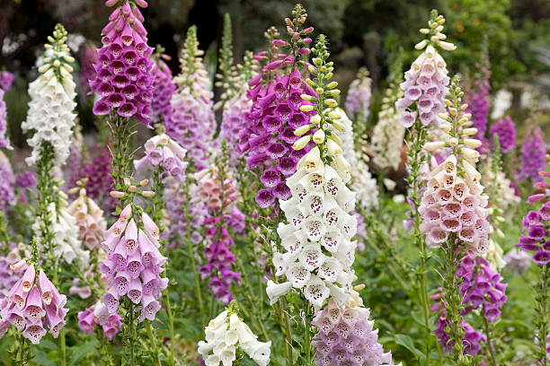 Fresh blooming digitalis Fresh blooming purple and white foxglove in a field foxglove photos stock pictures, royalty-free photos & images