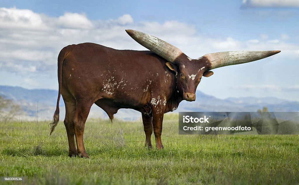 Watusi Bull (Ankole-Watusi) - Lizenzfrei Watussirind Stock-Foto