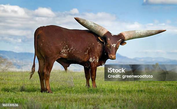 Watusi Bull Stockfoto und mehr Bilder von Watussirind - Watussirind, Afrika, Gehörn