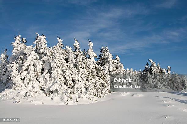 Floresta De Inverno - Fotografias de stock e mais imagens de Abeto - Abeto, Ao Ar Livre, Aventura