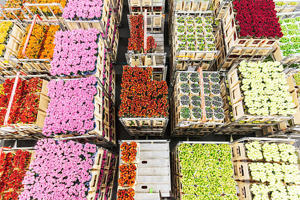 Naaldwijk, Netherlands - February 1, 2010: sorted flowers at a Dutch cut-flower auction