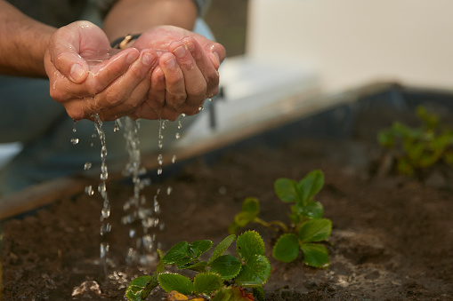 In a nurturing gesture, hands gently pour water onto tender seedlings, their delicate touch nourishing the young plants with care and consideration, symbolizing the act of fostering growth and new beginnings.