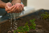 Gentle Hands Watering Seedlings with Care