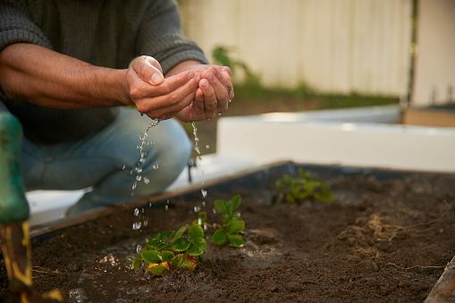 In a nurturing gesture, hands gently pour water onto tender seedlings, their delicate touch nourishing the young plants with care and consideration, symbolizing the act of fostering growth and new beginnings.