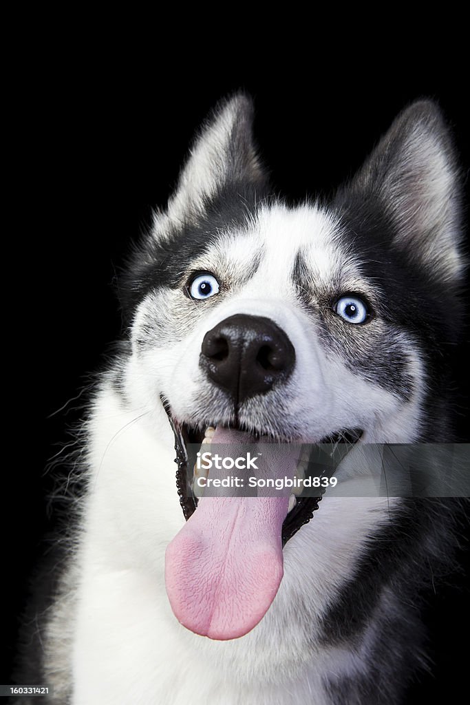 Happy Husky - Lizenzfrei Schwarzer Hintergrund Stock-Foto