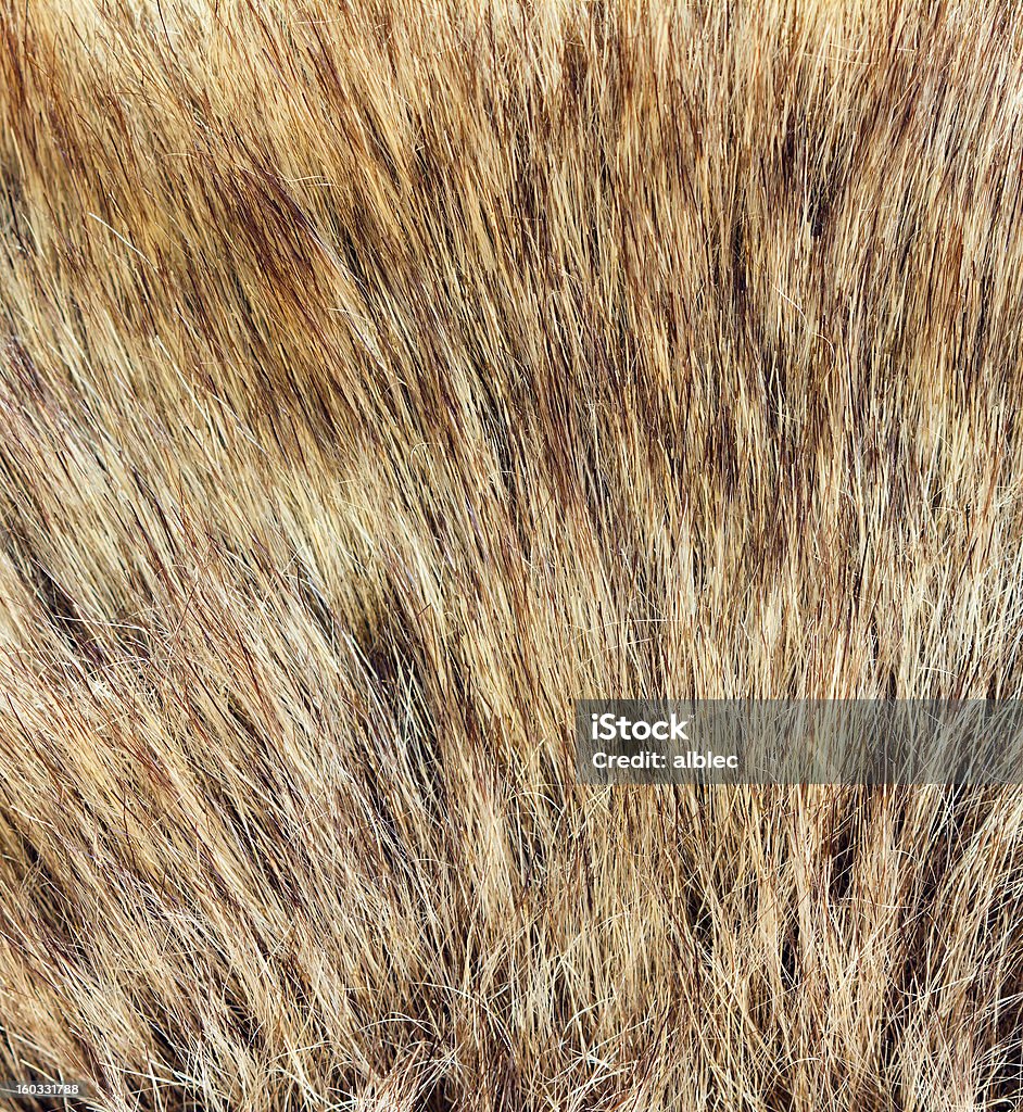 macro di pelliccia - Foto stock royalty-free di Abbigliamento